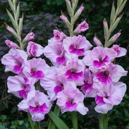 Gladiol Alannah - Gladiolus - hlízy mečíku - 3 ks