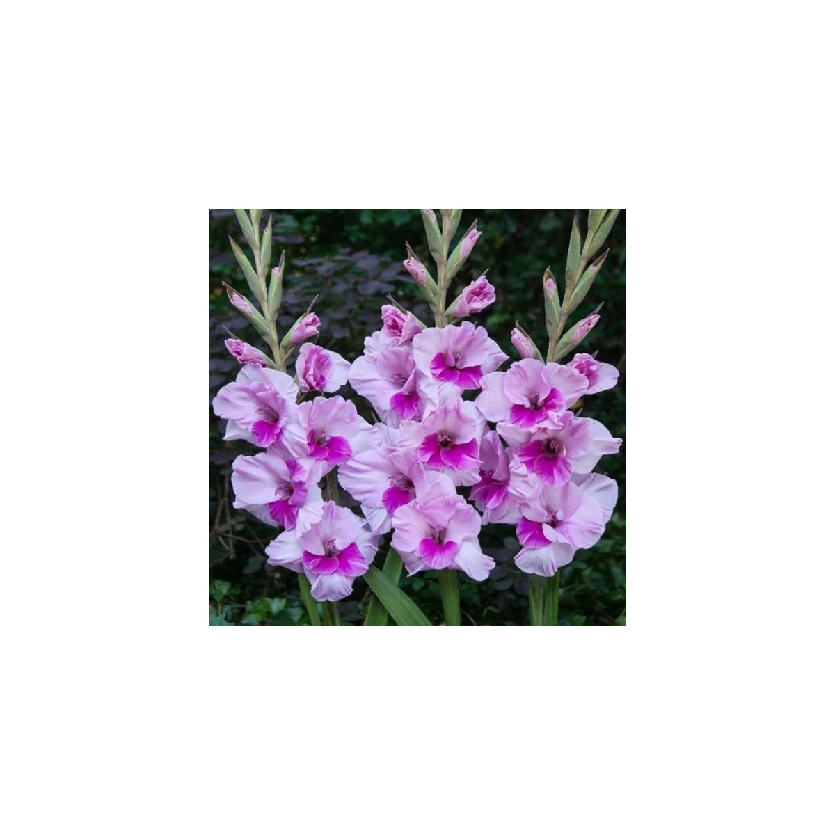 Gladiol Alannah - Gladiolus - hlízy mečíku - 3 ks