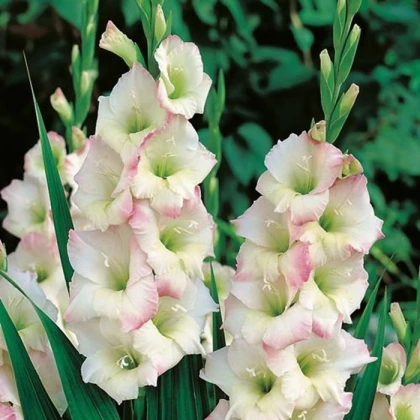 Gladiol Cream Perfection - Gladiolus - hlízy mečíku - 3 ks