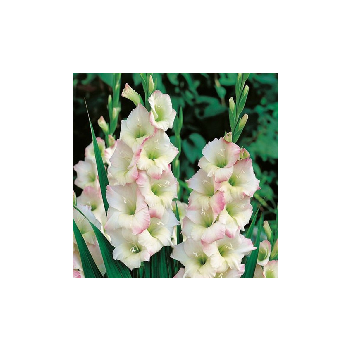Gladiol Cream Perfection - Gladiolus - hlízy mečíku - 3 ks