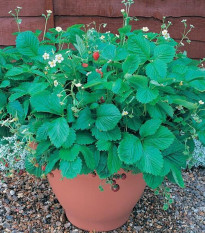 Jahodník lesní Mignonette - Fragaria vesca - semena jahodníku - 15 ks