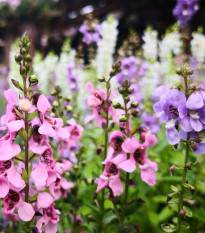 Angelonia színes keverék – Angelonia angustifolia – angelonia magok – 6 db