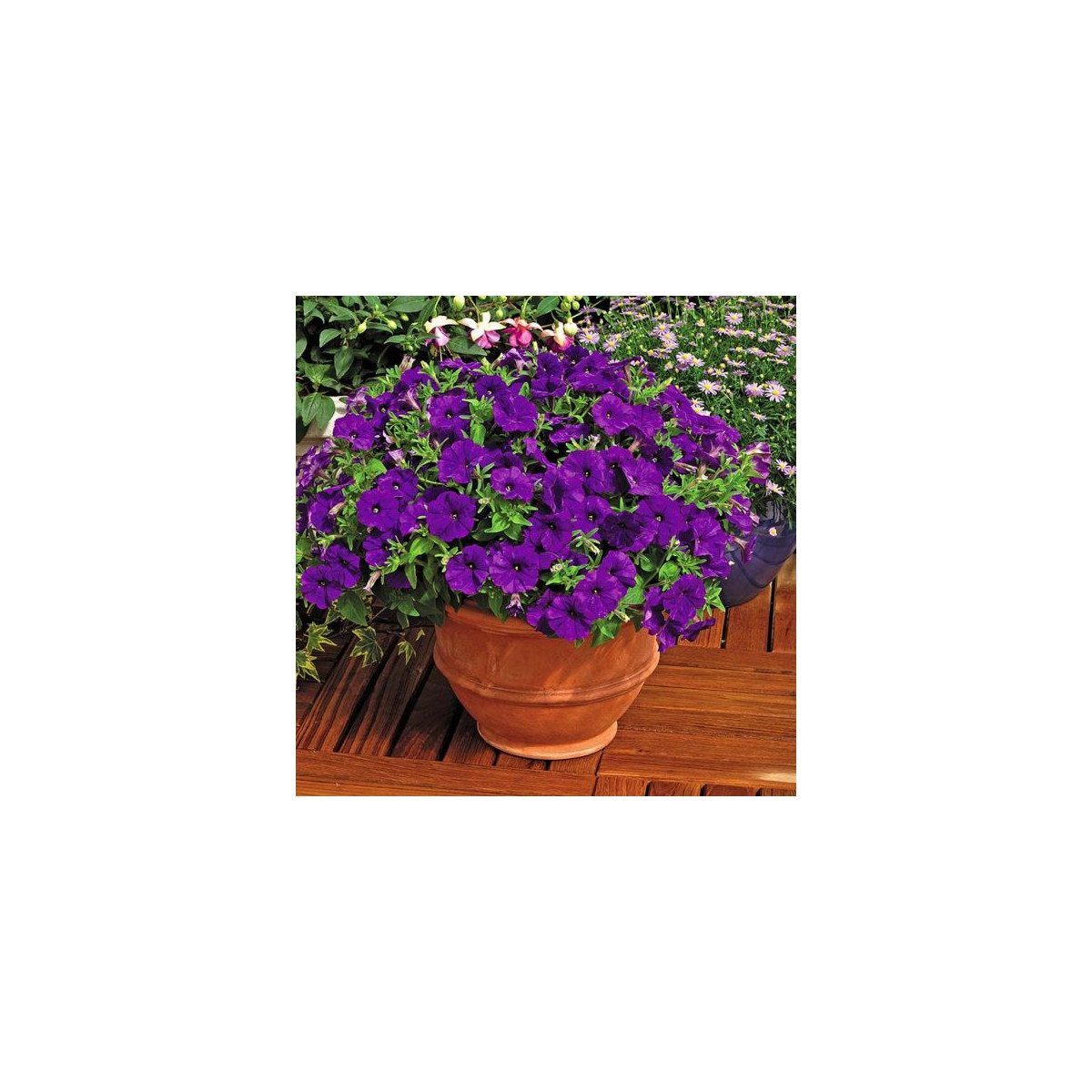 Petúnie Picobella modrá F1 - Petunia mill. - semena petúnie - 15 ks