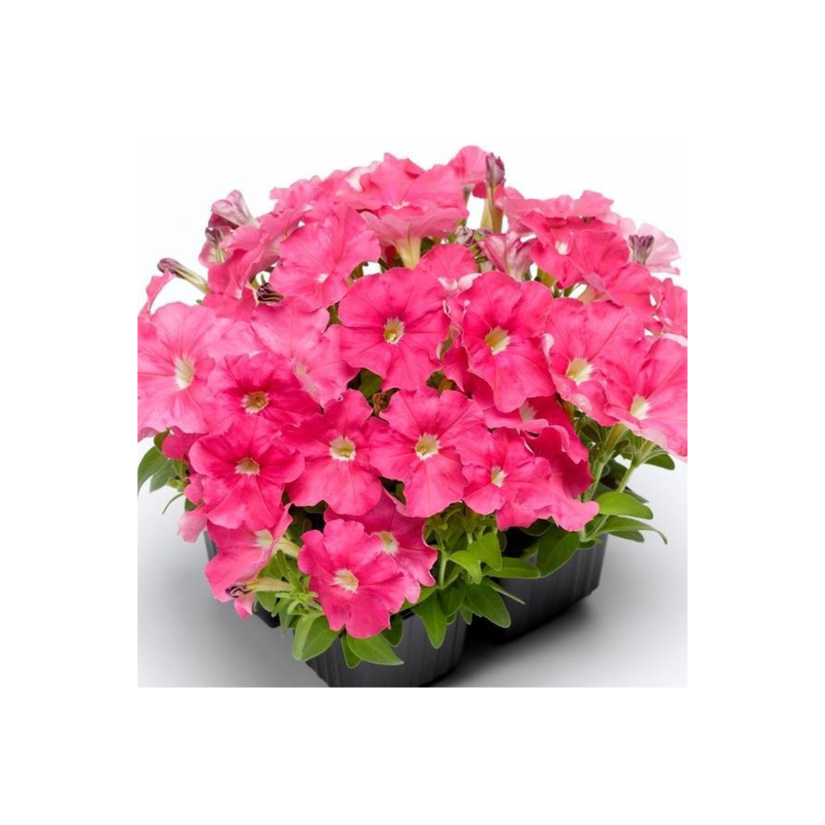 Petúnie Picobella růžová F1 - Petunia mill. - semena petúnie - 15 ks