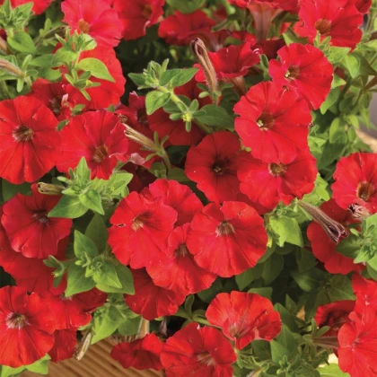 Petúnie Picobella červená F1 - Petunia mill. - semena petúnie - 15 ks