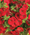 Petúnie Picobella červená F1 - Petunia mill. - semena petúnie - 15 ks