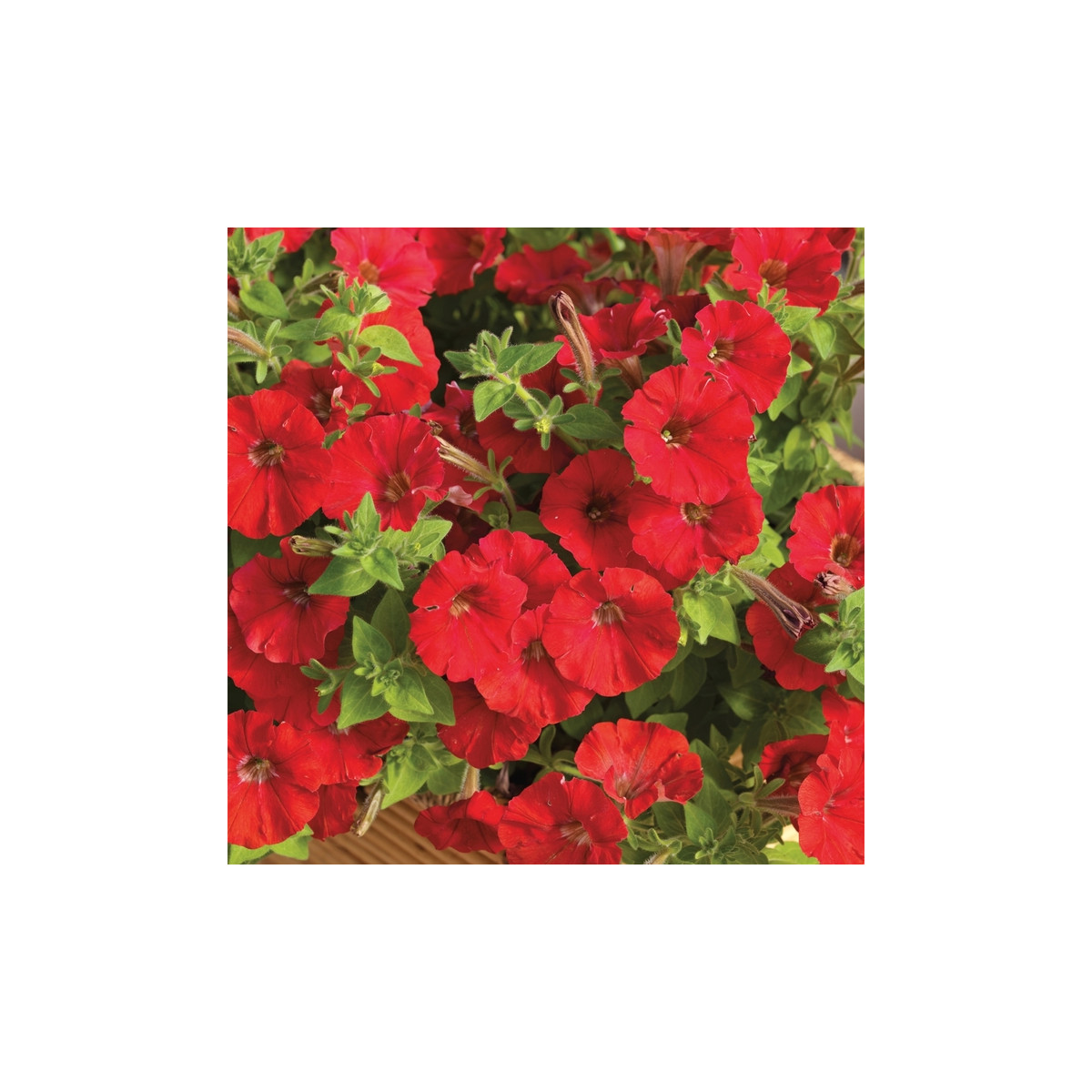 Petúnie Picobella červená F1 - Petunia mill. - semena petúnie - 15 ks