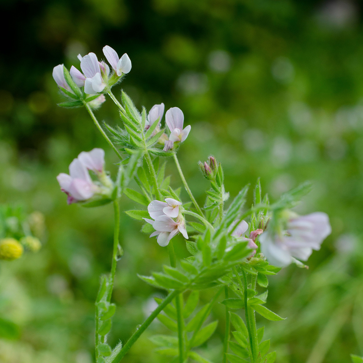 Zelené hnojení Serradella - semena - 400 g
