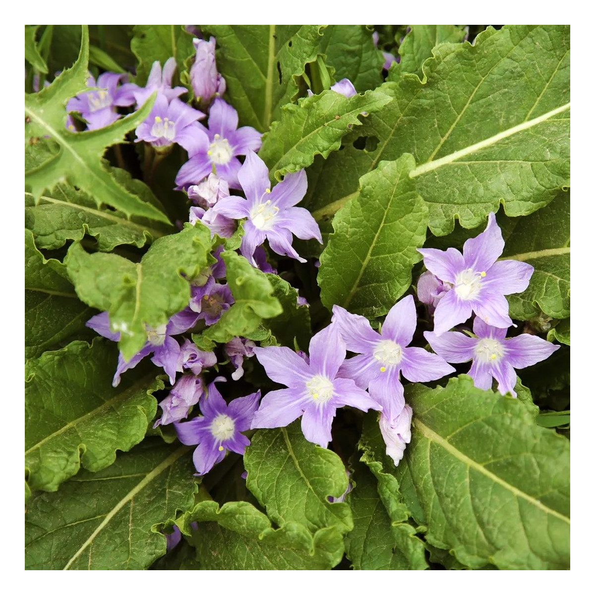 Mandragora lékařská - Mandragora officinalis - semena mandragory - 6 ks