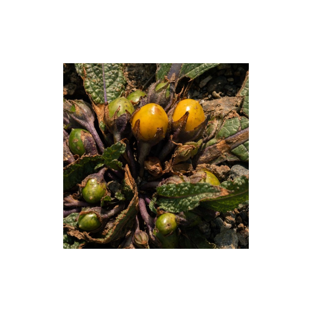 Mandragora lékařská - Mandragora officinalis - semena mandragory - 6 ks