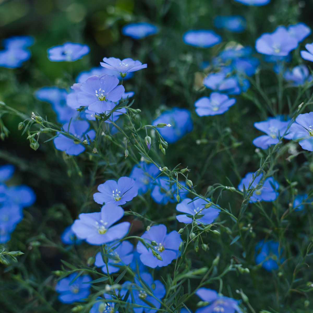 Zelené hnojení - len - semena - 60 g