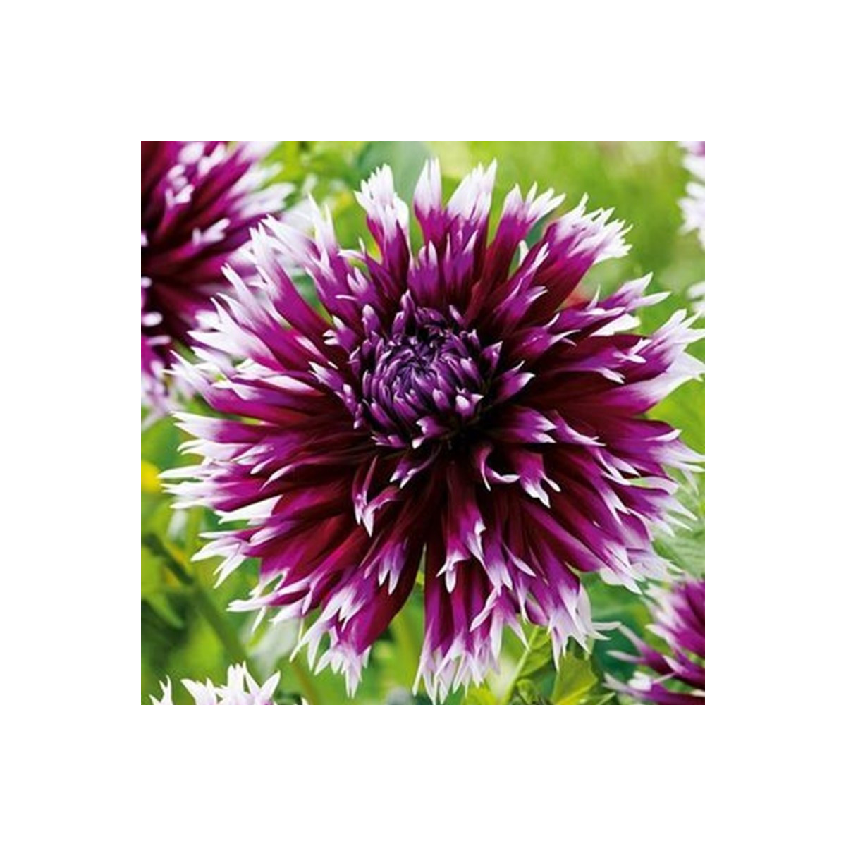 Jiřinka Alaune Clair-Obscur - Dahlia - hlízy jiřinky - 1 ks