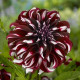 Jiřinka Tartan - Dahlia - hlízy jiřinky - 1 ks