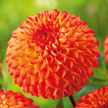 Jiřinka Mirella - Dahlia - hlízy jiřinky - 1 ks