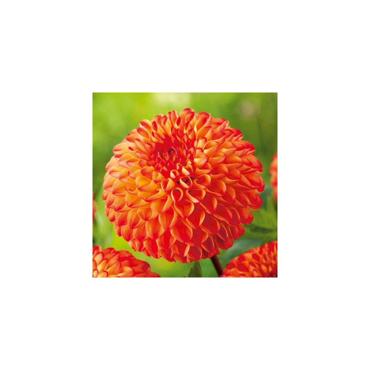 Jiřinka Mirella - Dahlia - hlízy jiřinky - 1 ks