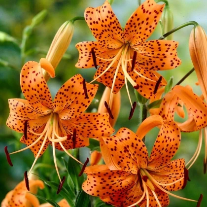 Lilie Tigrinum - Lilium - cibule lilie - 1 ks