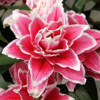 Lilie Roselily Samantha - Lilium - cibule lilie - 1 ks