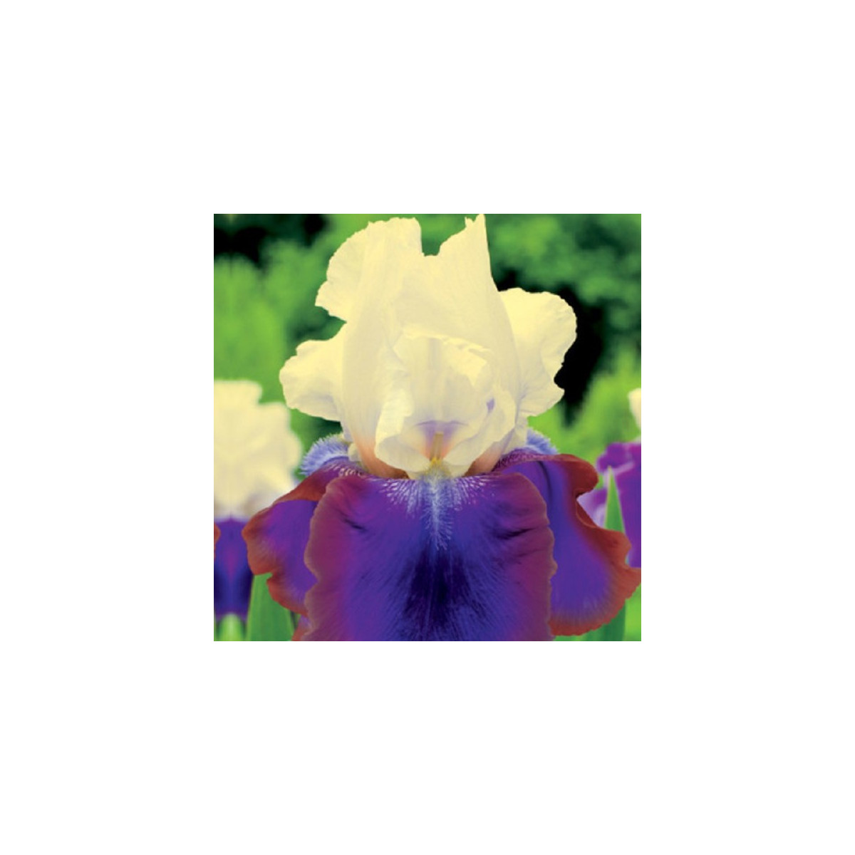 Kosatec německý Burgermeister - Iris germanica - hlízy kosatce - 1 ks