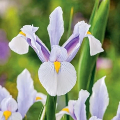 Kosatec holandský Carmen - Iris hollandica - cibulky kosatce - 3 ks