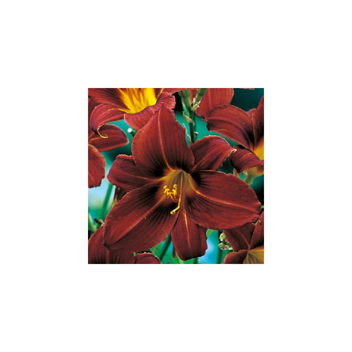 Denivka Black Prince - Hemerocallis - hlízy denivky - 1 ks