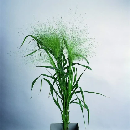 Proso prutnaté Fontaine - Panicum virgatum - semena prosa - 50 ks