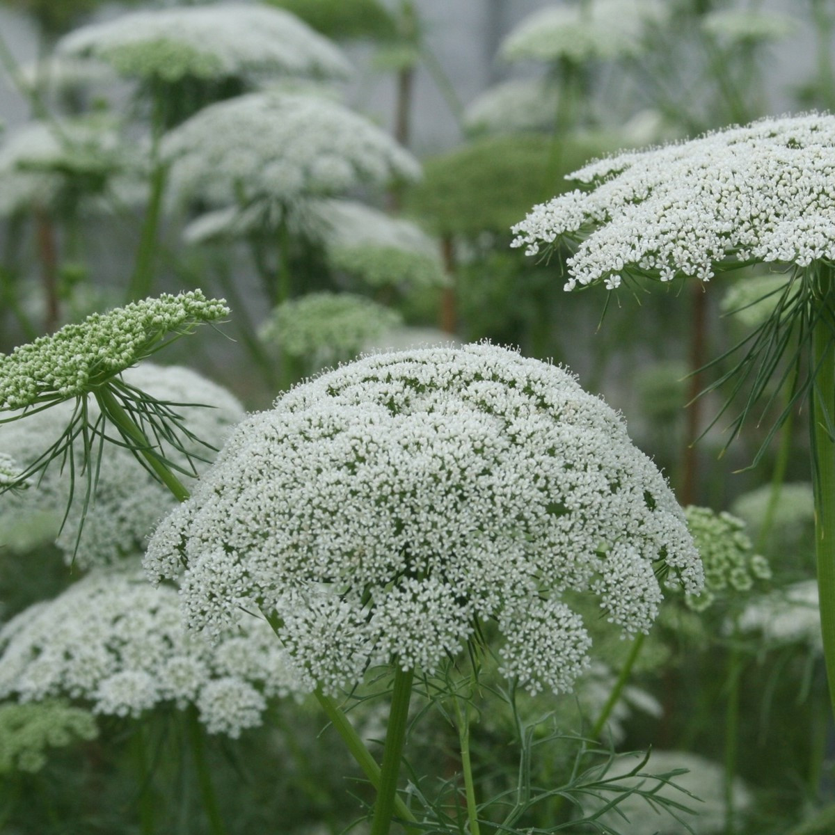 Pakmín Casablanca - Ammi visnaga - semena pakmínu - 50 ks