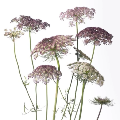 Okrasná mrkev Dara - Daucus carota - semena mrkve - 20 ks