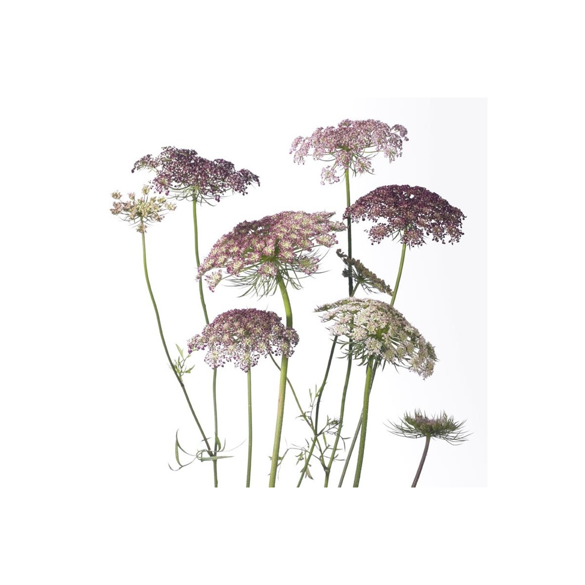 Okrasná mrkev Dara - Daucus carota - semena mrkve - 20 ks