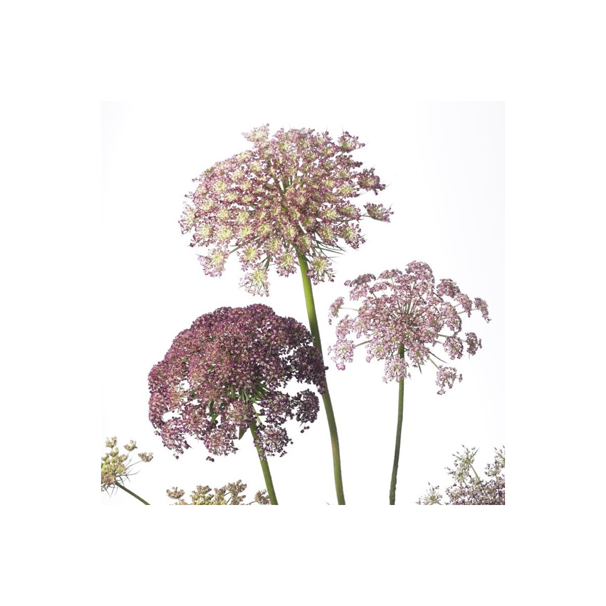 Okrasná mrkev Dara - Daucus carota - semena mrkve - 20 ks