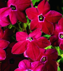 Tabák Saratoga červený F1 - Nicotiana x alata - semena tabáku - 30 ks