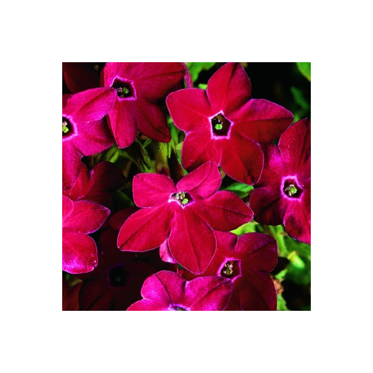 Tabák Saratoga červený F1 - Nicotiana x alata - semena tabáku - 30 ks