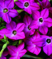 Tabák Saratoga růžový F1 - Nicotiana alata - semena tabáku - 30 ks