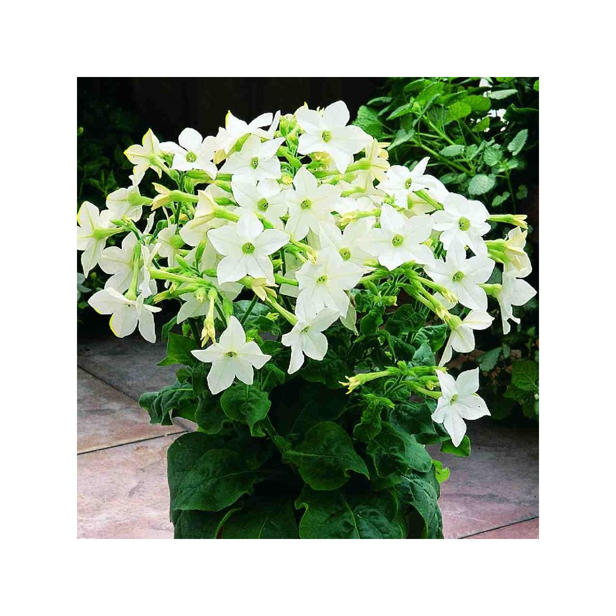 Tabák Saratoga bílý F1 - Nicotiana x alata - semena tabáku - 30 ks