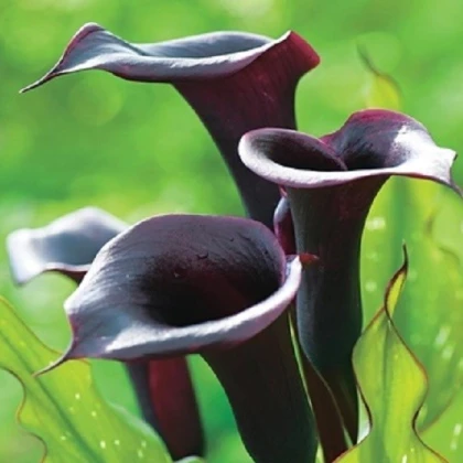 Kala Schwarzwalder - Zantedeschia - hlízy kaly - 1 ks