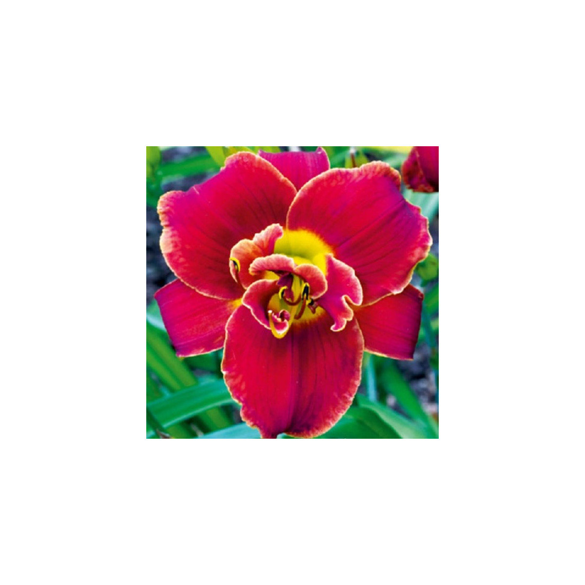 Denivka Highland Lord - Hemerocallis - hlízy denivky - 1 ks