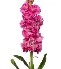 Nyári viola Iron Rose Pink – Matthiola incana – nyári viola – 40 db
