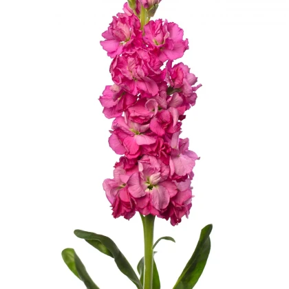 Fiala Iron Rose - Matthiola incana - semena fialy - 40 ks