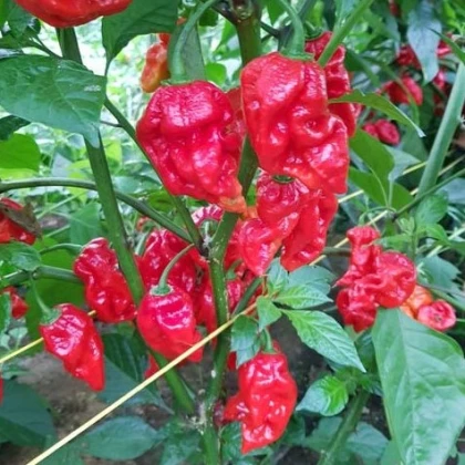 Chilli Apocalypse Red Chili - Capsicum chinense - semena chilli - 5 ks
