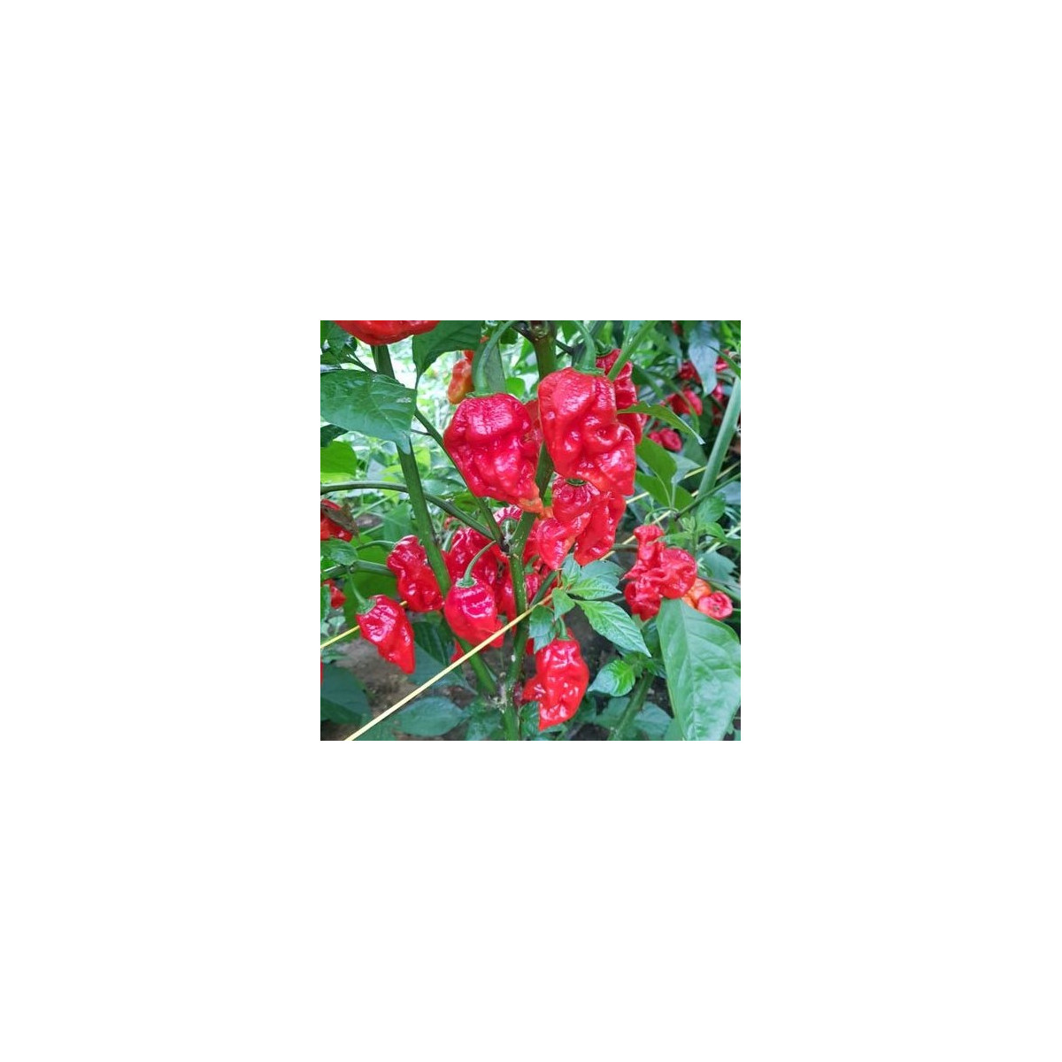 Chilli Apocalypse Red Chili - Capsicum chinense - semena chilli - 5 ks