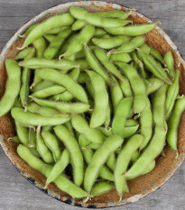 BIO Sója Edamame Chiba Green - Glycine max - bio semena sóji - 20 ks