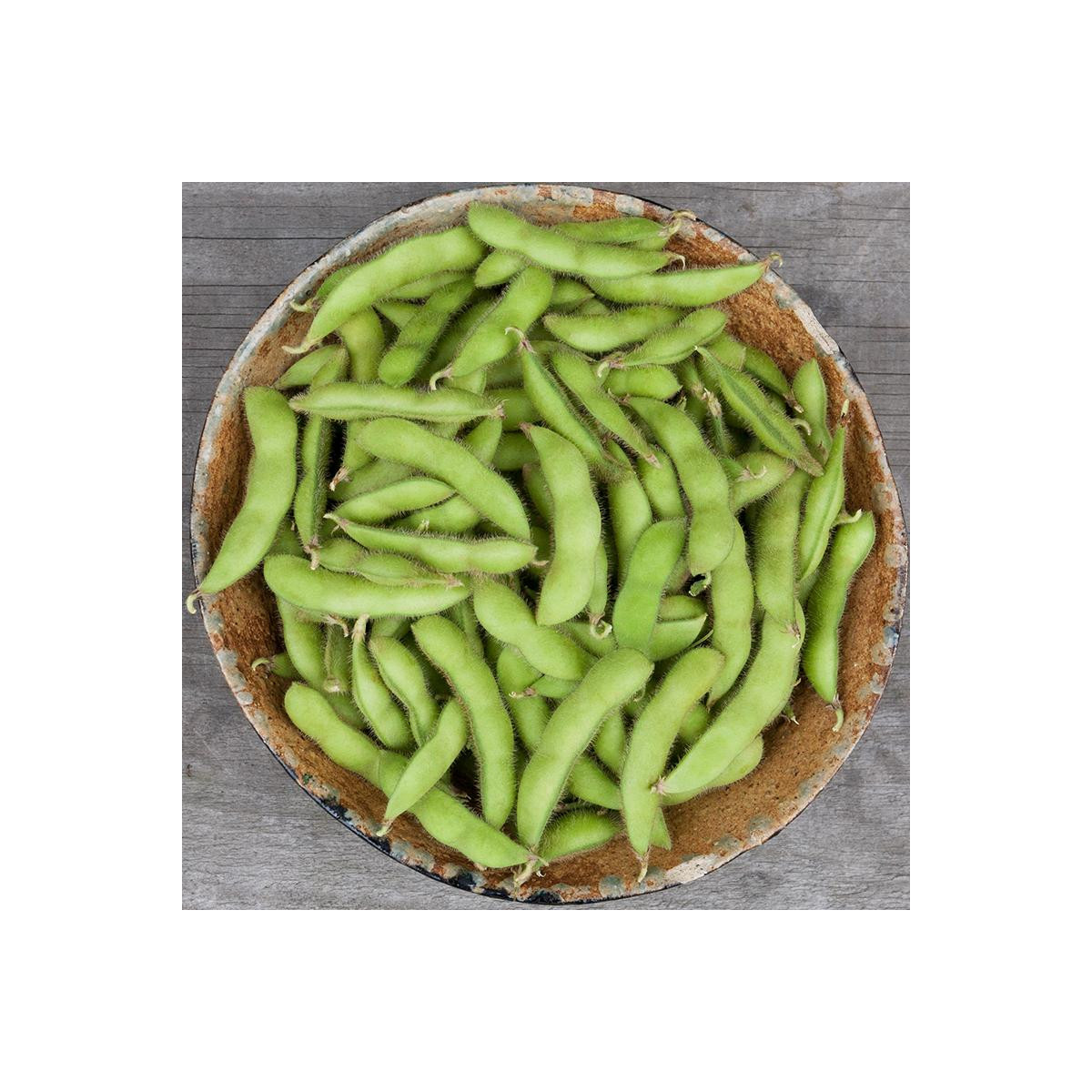 BIO Sója Edamame Chiba Green - Glycine max - bio semena sóji - 20 ks