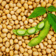 BIO szójatofu – Glycine max – bio szójabab – 50 db