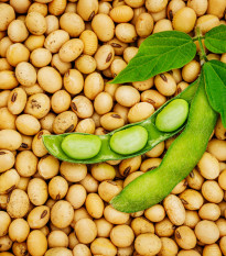 BIO szójatofu – Glycine max – bio szójabab – 50 db