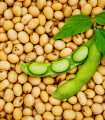 BIO szójatofu – Glycine max – bio szójabab – 50 db