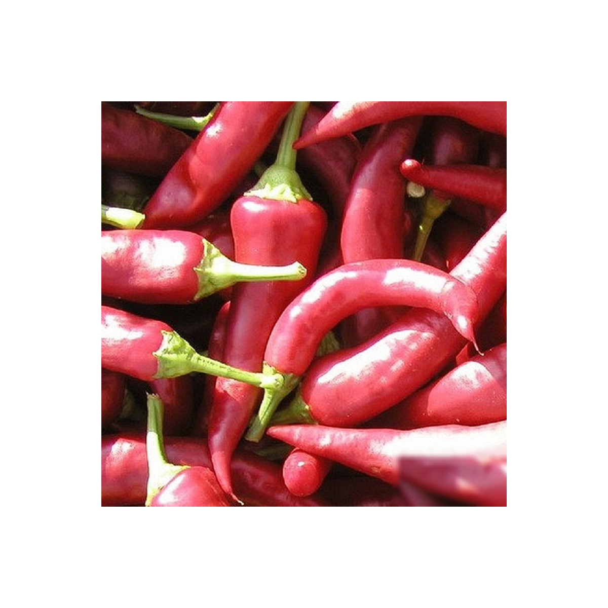 Paprika Žitava - Capsicum annuum - semena papriky - 30 ks