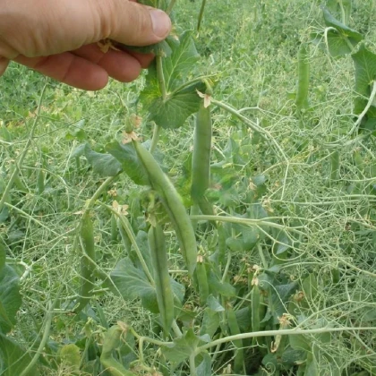 Hrách Kudrnáč - Pisum sativum - semena hrachu - 35 ks