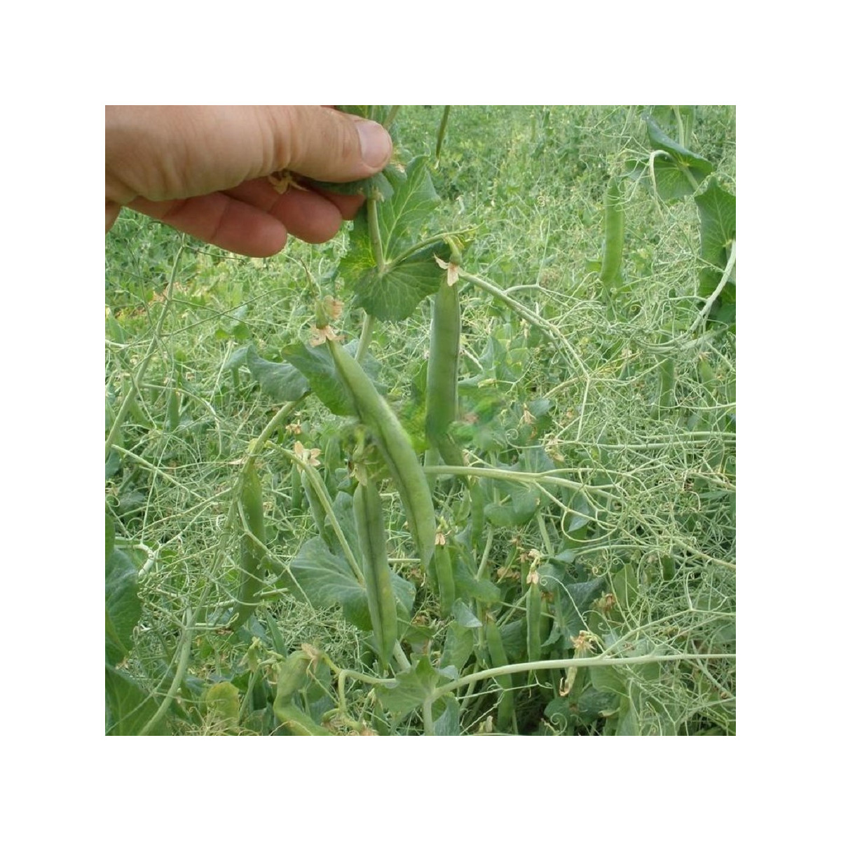 Hrách Kudrnáč - Pisum sativum - semena hrachu - 35 ks