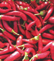 Paprika Kora Zel - Capsicum annuum - semena papriky - 40 ks