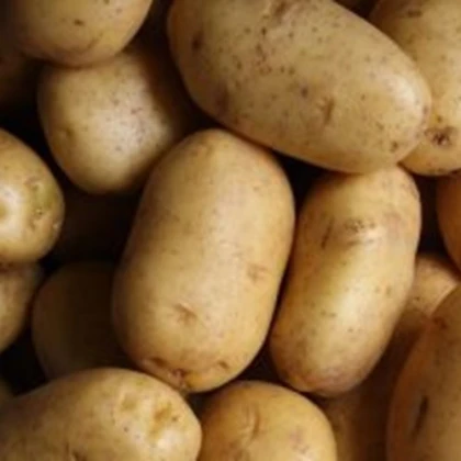 BIO sadbové brambory Bellinda - Solanum tuberosum - bio brambory - 10 ks