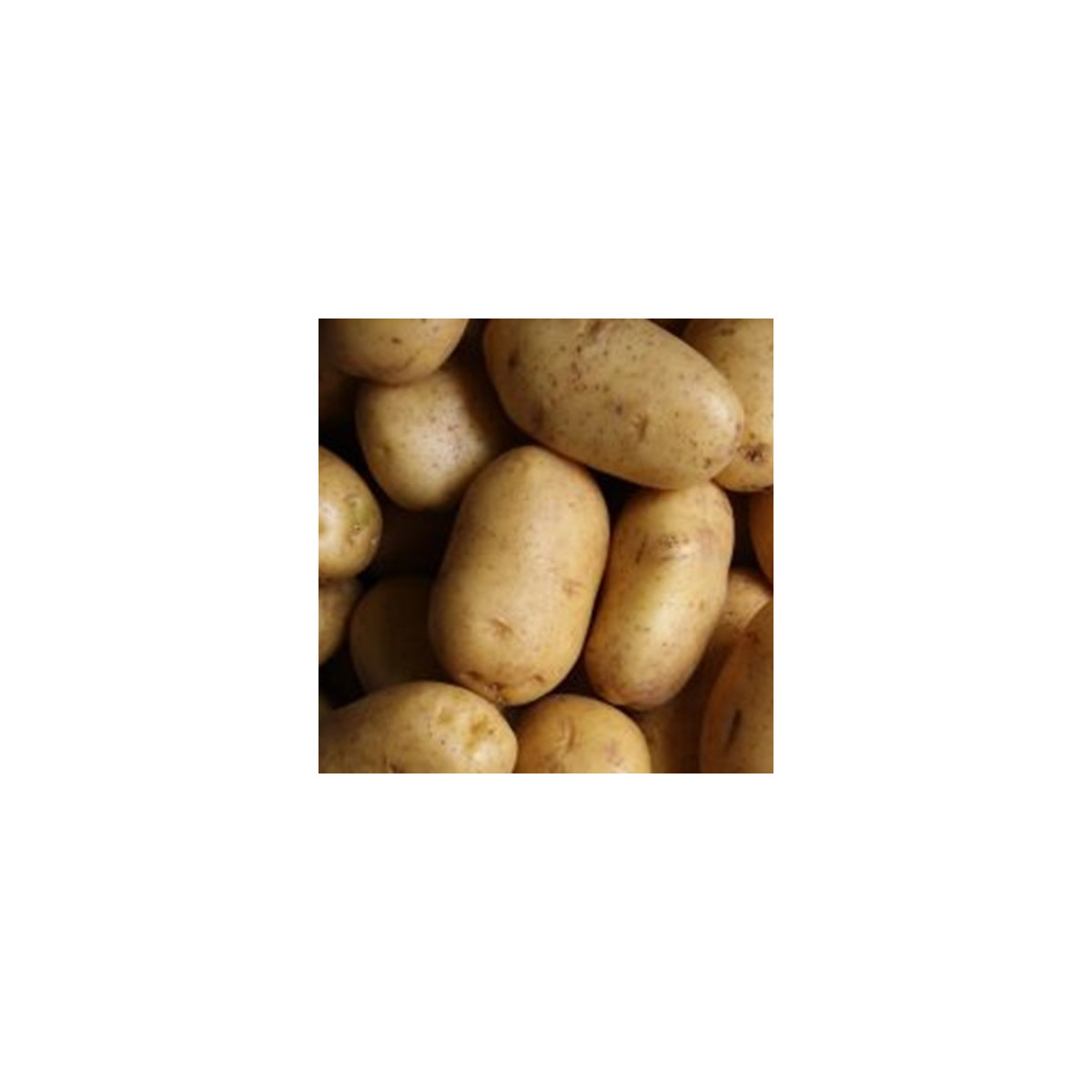 BIO sadbové brambory Bellinda - Solanum tuberosum - bio brambory - 10 ks